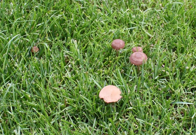 Paddenstoelen in het gazon