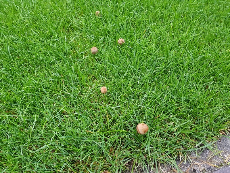 Paddenstoelen in het gras