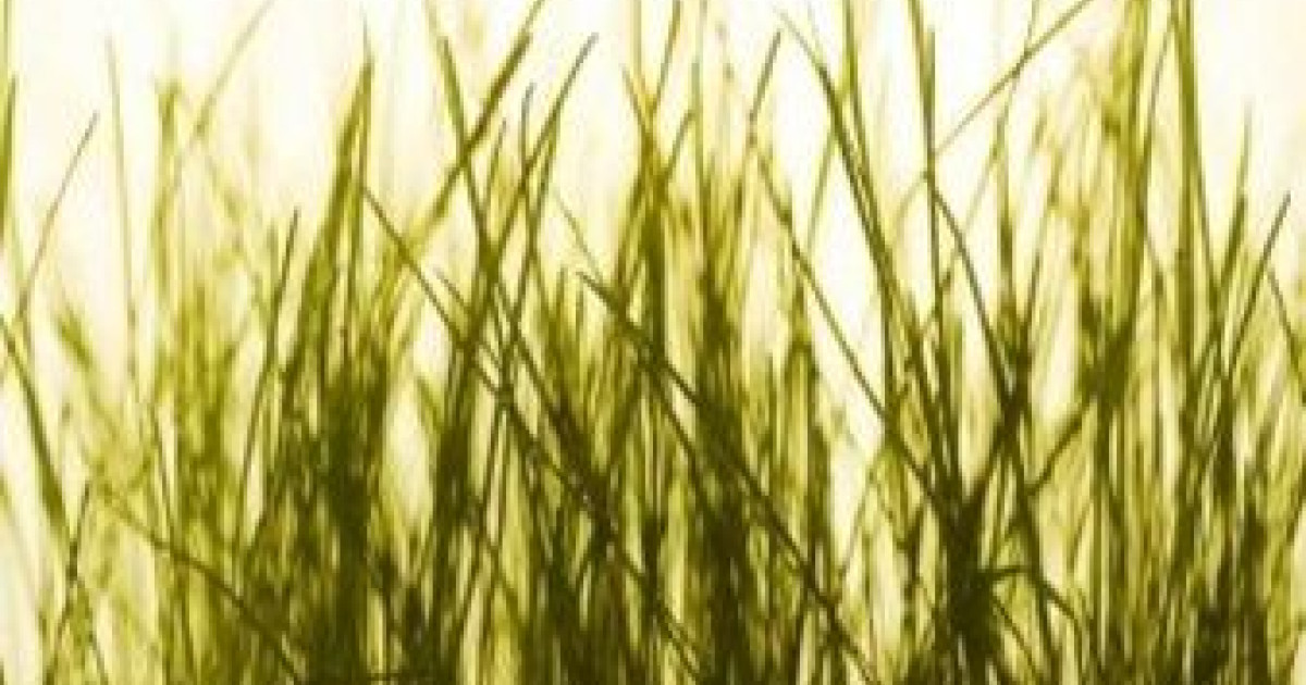 Geel gras herstellen Wat te doen tegen gele plekken in gazon