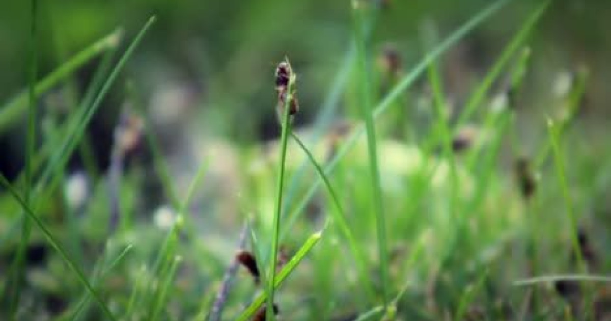 Mieren in het gazon Bestrijden van mieren in de tuin